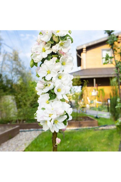 Абрикос колоновидный Компанило цветения в саду